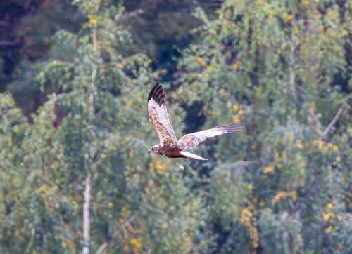 Eurasian Marsh Harrier