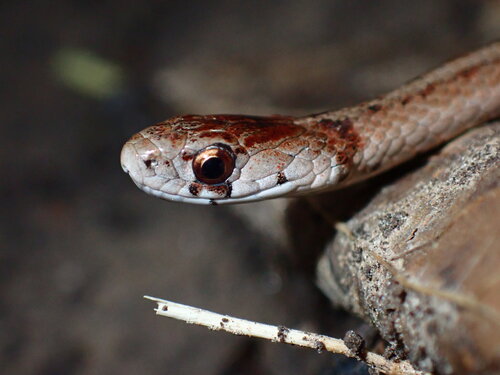 DeKay's Brownsnake