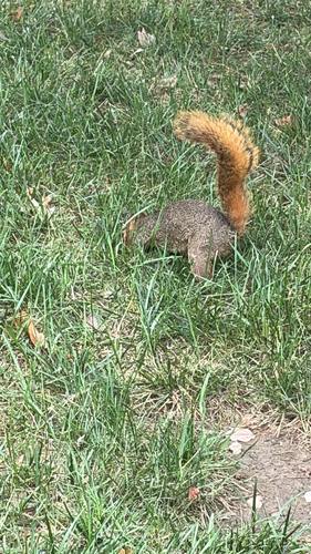 Eastern Fox Squirrel