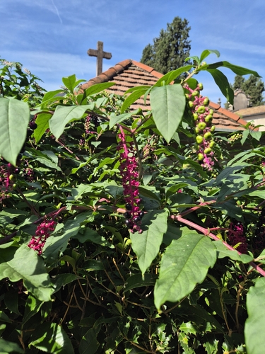 American pokeweed