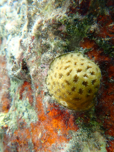 Favia fragum observed 2026-09-19