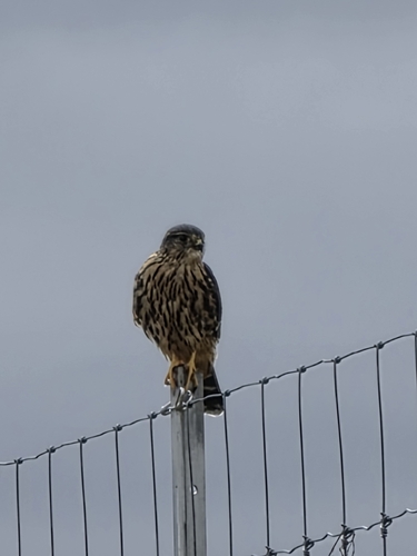 Merlin