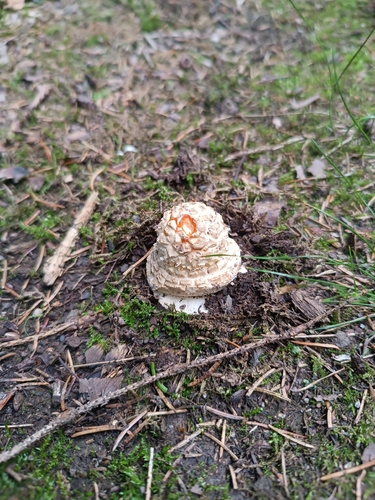 Fly Agaric