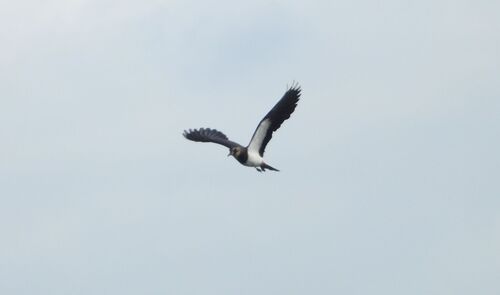 Northern Lapwing