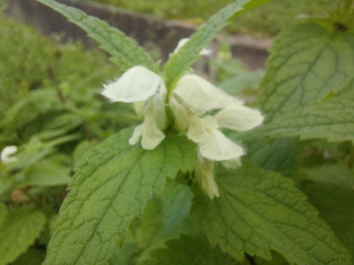 White deadnettle