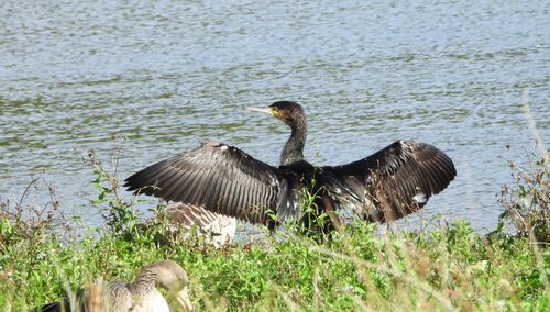 Great Cormorant