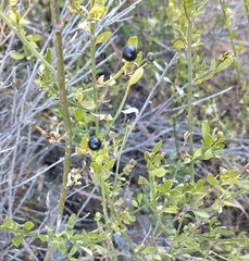 Chrysojasminum fruticans