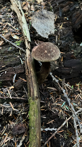 admirable bolete