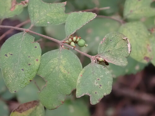 coralberry