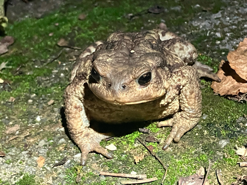 European Toad