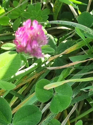 Red Clover