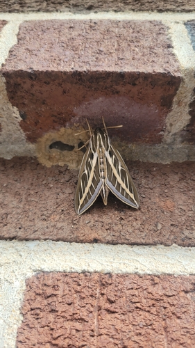 White-lined Sphinx