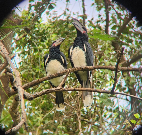 Trumpeter Hornbill