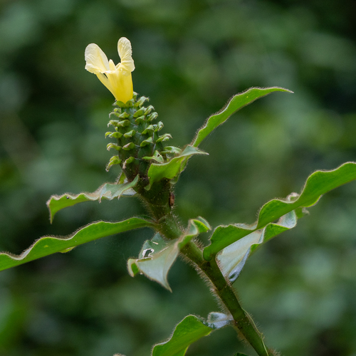 Costus villosissimus