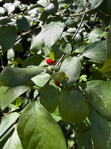 northern spicebush