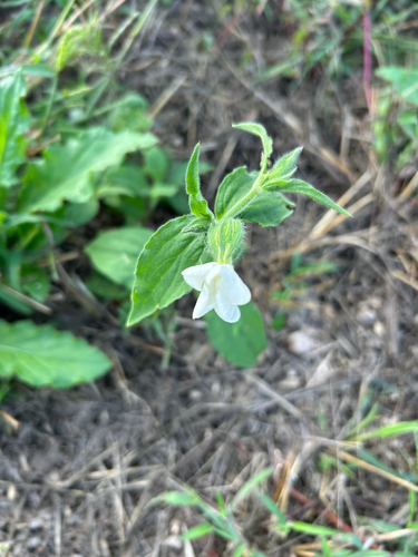 white campion