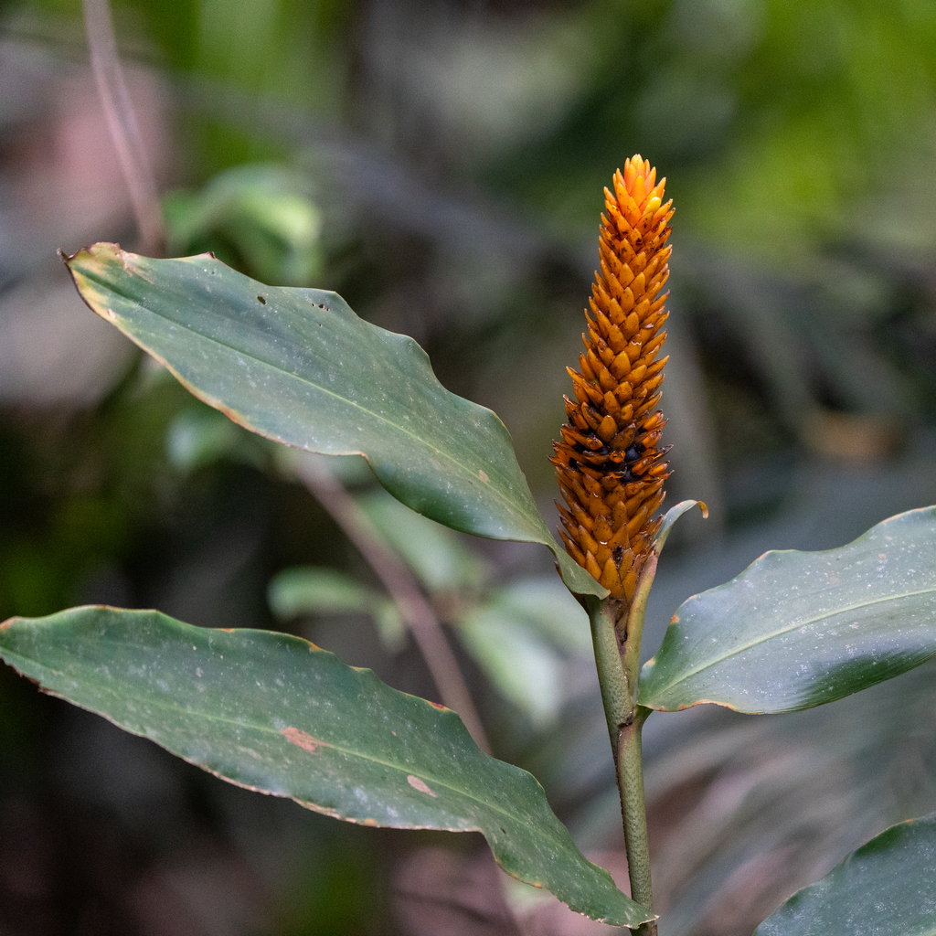Renealmia cernua; photograph (c) Anthony Batista, some rights reserved (CC BY)