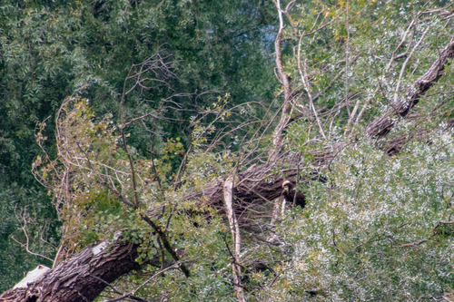 Western Marsh Harrier