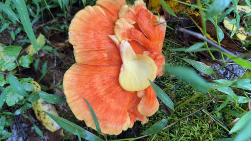 chicken of the woods