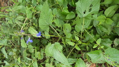 Salvia prunelloides