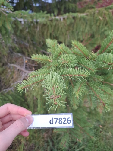 Norway spruce