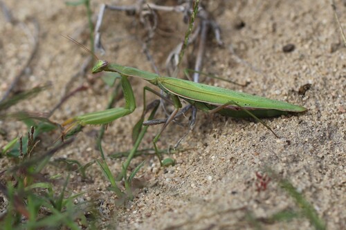 European Mantis