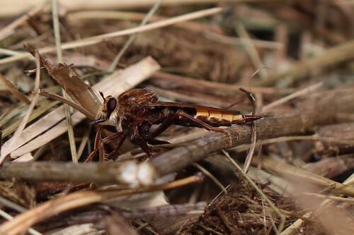Hornet Robber Fly