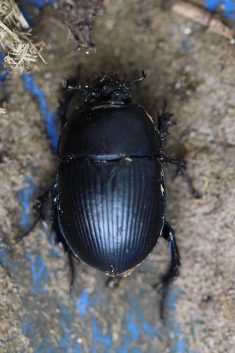 Common Dumbledore Beetle