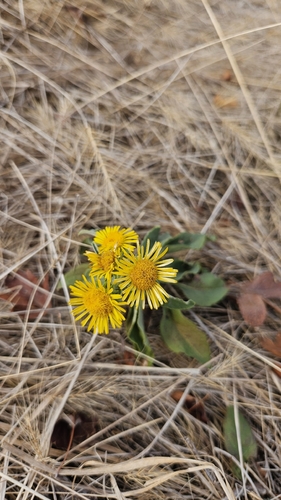 Meadow Fleabane