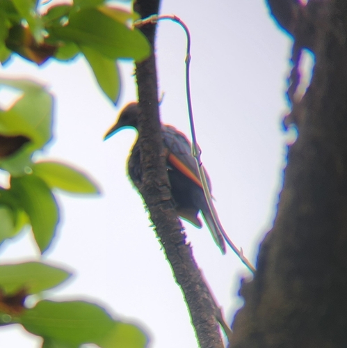 Red-winged Starling