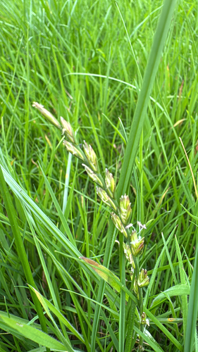 Lolium perenne, photograph 3