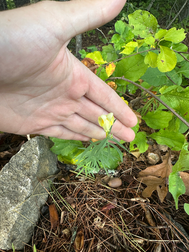 common toadflax