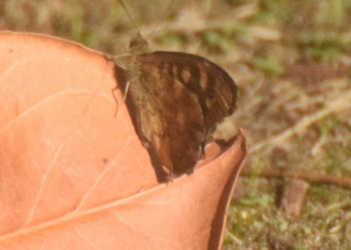 Speckled Wood