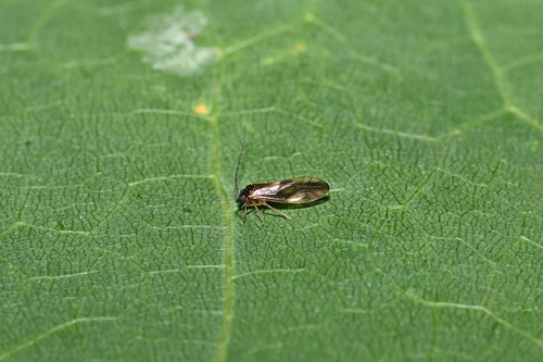 Caecilius fuscopterus