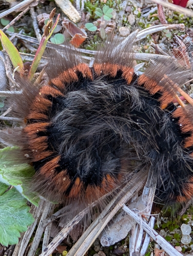 Fox Moth