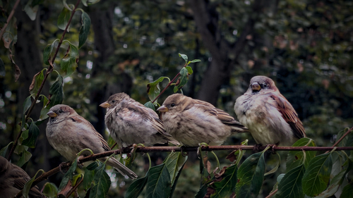 House Sparrow