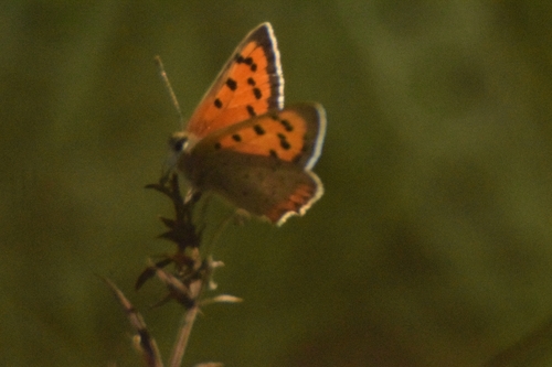 Small Copper