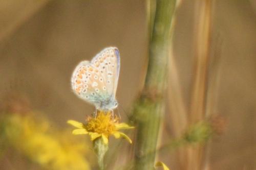 Common Blue