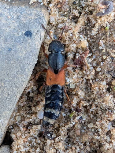 Platydracus stercorarius