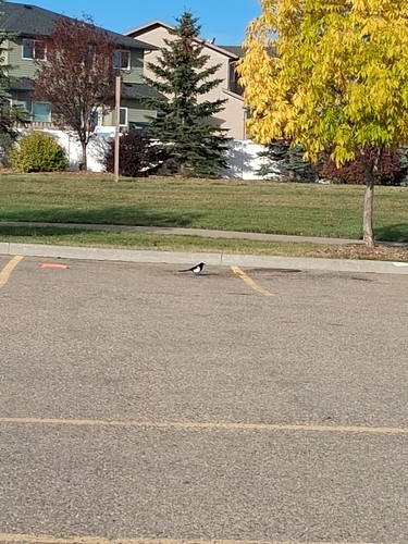 Black-billed Magpie