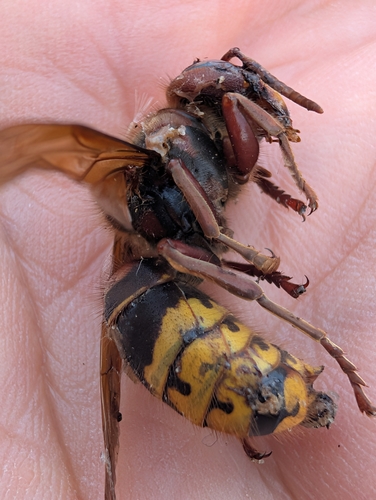 European Hornet