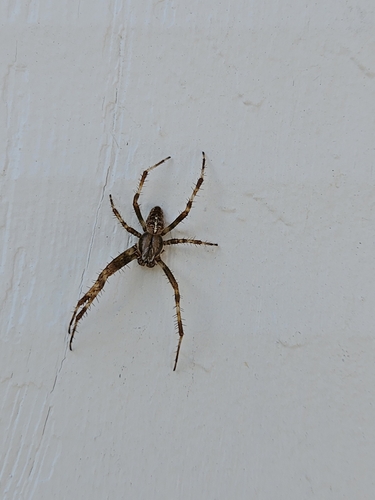 Cross Orbweaver
