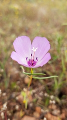 Clarkia arcuata