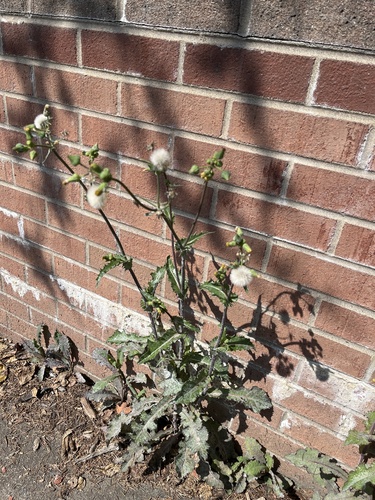 prickly sowthistle