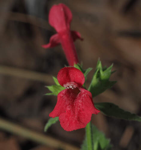 Stachys coccinea, photograph 2