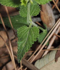 Stachys coccinea, photograph (c) Wendy McCrady, some rights reserved (CC BY)