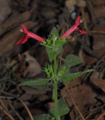 Stachys coccinea, photograph (c) Wendy McCrady, some rights reserved (CC BY)