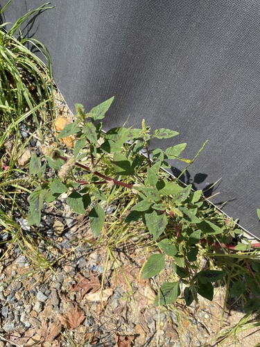 spiny amaranth