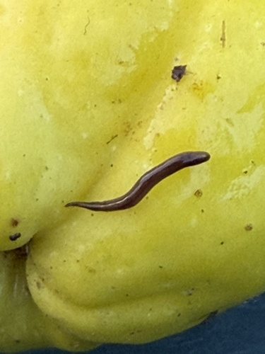 Snake-headed Flatworm