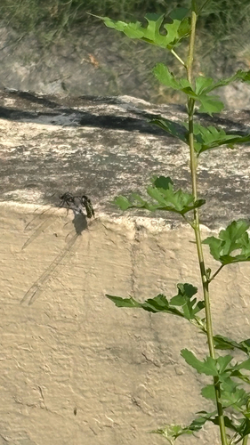 Slender Skimmer